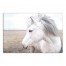 Horse in Field 30x20 Canvas Wall Art