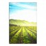Wine Fields 20x30 Canvas Wall Art