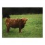 Hairy Brown Cow 24x18 Canvas Wall Art