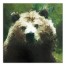 Abstract Forest Bear 30x30 Canvas Wall Art