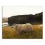 Sheep in Field 30x24 Canvas Wall Art