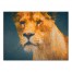 Navy and Gold Lioness 40x30 Canvas Wall Art