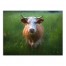 Painted Cow 40x30 Canvas Wall Art