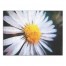 Painted Daisy 40x30 Canvas Wall Art