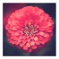 Dark Red Flower 36x36 Canvas Wall Art