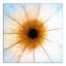 Floral Burst 20x20 Canvas Wall Art