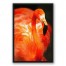 Bright Flamingo 20x30 Black Floating Framed Canvas