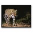 Painted Leopard 40x30 Black Floating Framed Canvas