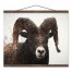 Brown Ram 16x20 Teak Hanging Canvas