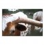 Painted Steer 30x20 Canvas Wall Art