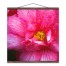 Bright Pink Flowers 20x20 Teak Hanging Canvas