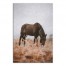 Grazing Horse 20x30 Canvas Wall Art