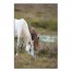 Two Horses Grazing 20x30 Canvas Wall Art