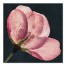 Big Flower Print 30x30 Canvas Wall Art