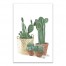 Cacti In Pots 20x30 Canvas Wall Art