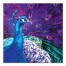 Colorful Painted Peacock  24x24 Canvas Wall Art