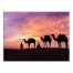 Desert Camels  40x30 Canvas Wall Art