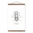 Stag Beetle 12x18 Teak Hanging Canvas