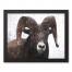 Painted Dark Ram 14x11 Black Framed Canvas