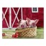 Farm Pigs In Basket 24x18 Canvas Wall Art