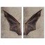 Bat Wing Set 20x30 Canvas Wall Art