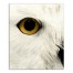 Muted Owl Face Left 20x24 Canvas Wall Art