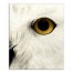 Muted Owl Face Right 20x24 Canvas Wall Art