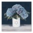 Star Of David Hydrangeas 24x24 Canvas Wall Art