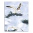 Seagull Art 1 24x30 Canvas Wall Art
