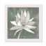 Sage Lotus Flower 16 x 16 White Framed Print Under Plexiglass