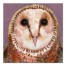 Purple Owl 40 x 40 Canvas Wall Art