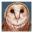 Blue Owl 40 x 40 Canvas Wall Art